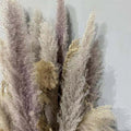 110-120cm Large Fluffy Pampas Grass