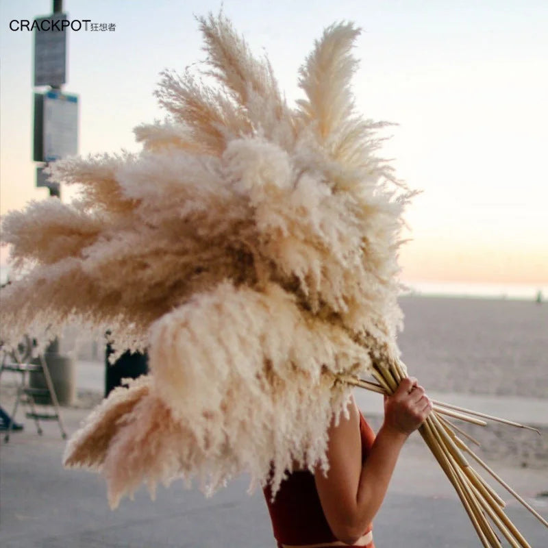 110-120cm Large Fluffy Pampas Grass