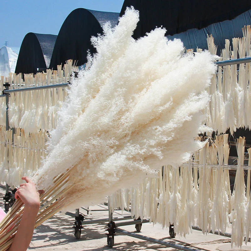 110-120cm Large Fluffy Pampas Grass
